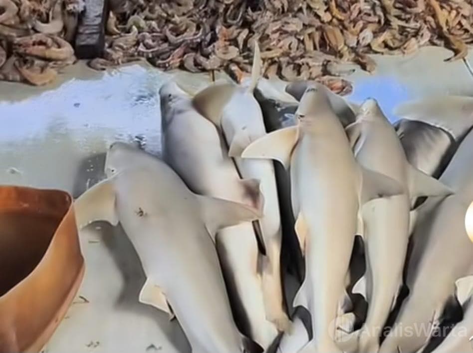 Daging Hiu Dijual Bebas di Pasar Ikan Ketapang, Sekilo Rp 15 Ribu: Murah, Viral, dan Diduga Bikin 25 Anak Keracunan