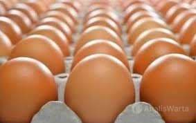 Harga Telur Meroket, Kemendagri Sentil Empat Daerah di Kalbar, Alarm Dapur MBG